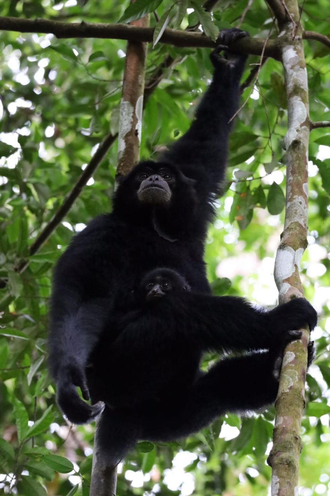 R5 Keramba Inn Bukit Lawang Esterno foto