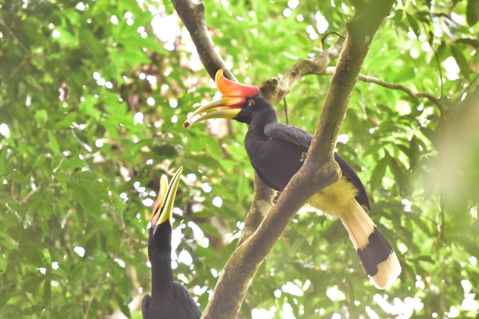 R5 Keramba Inn Bukit Lawang Esterno foto