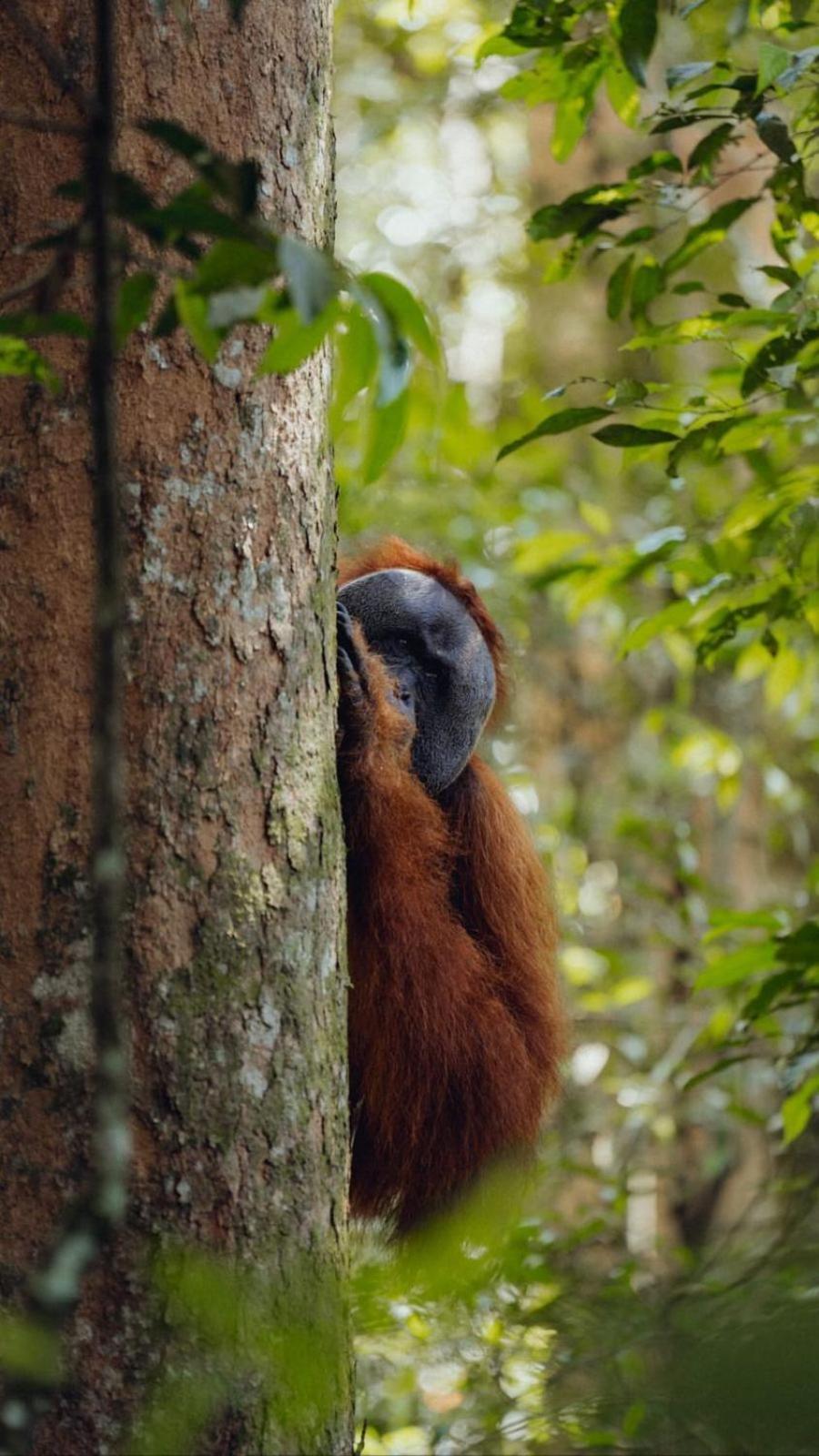 R5 Keramba Inn Bukit Lawang Esterno foto
